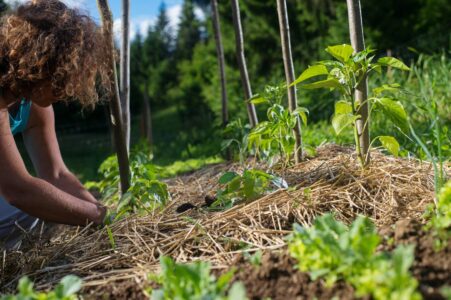 Easy Gardening Tips for Beginners Image